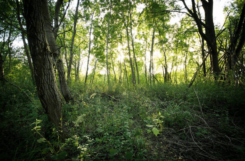 Wald mit Sonnenlicht