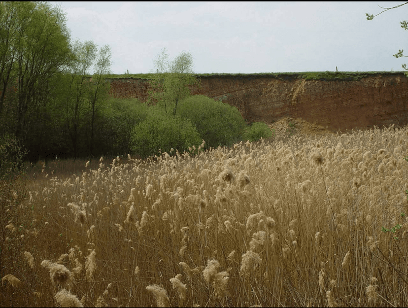 Schilfgebiet am Steinbruch